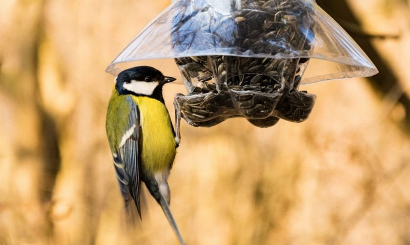 Attirer les oiseaux