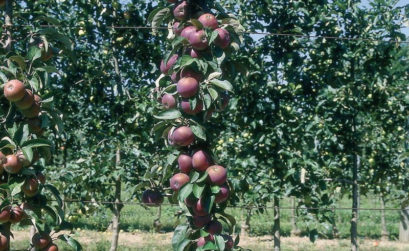 Arbre fruitier pour petit jardin