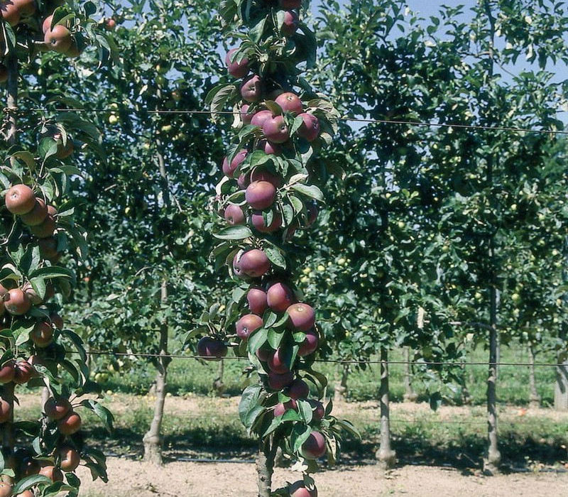 Arbre fruitier pour petit jardin