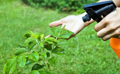 Vaporiser de l'eau sur une plante