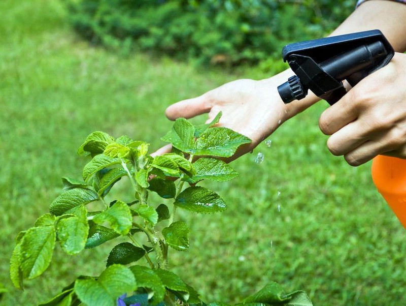 Vaporiser de l'eau sur une plante