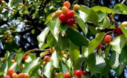 Maladies du cerisier