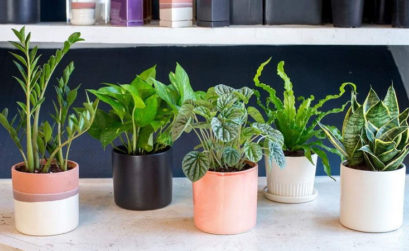 Plantes pour les chambres à coucher