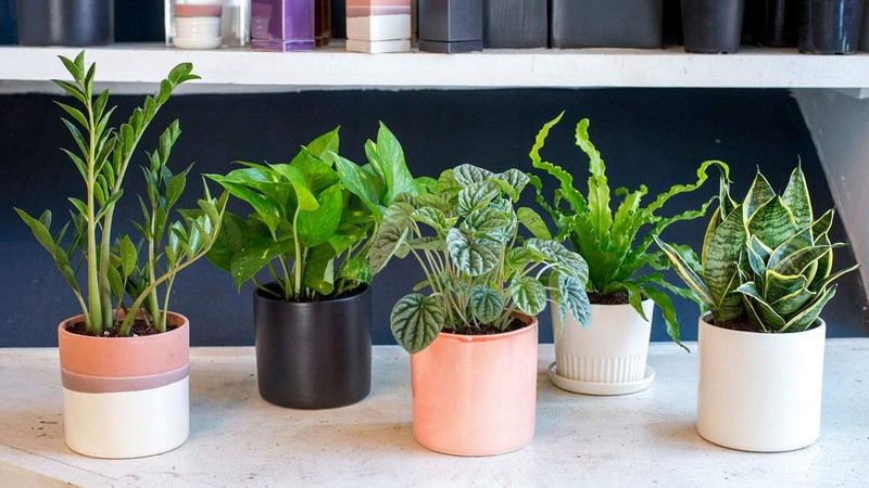 Plantes pour les chambres à coucher