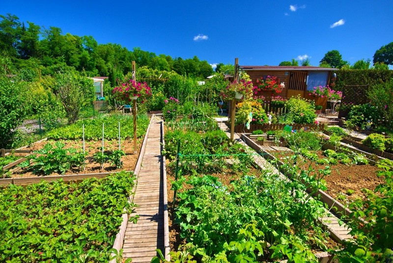 Amenager Un Jardin Potager Conseils Pour Demarrer Un Potager