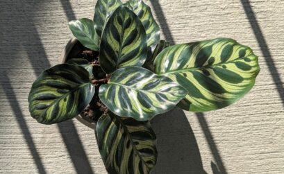 green and black leaves on gray concrete floor