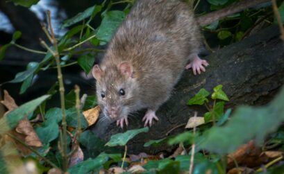 Rats au jardin