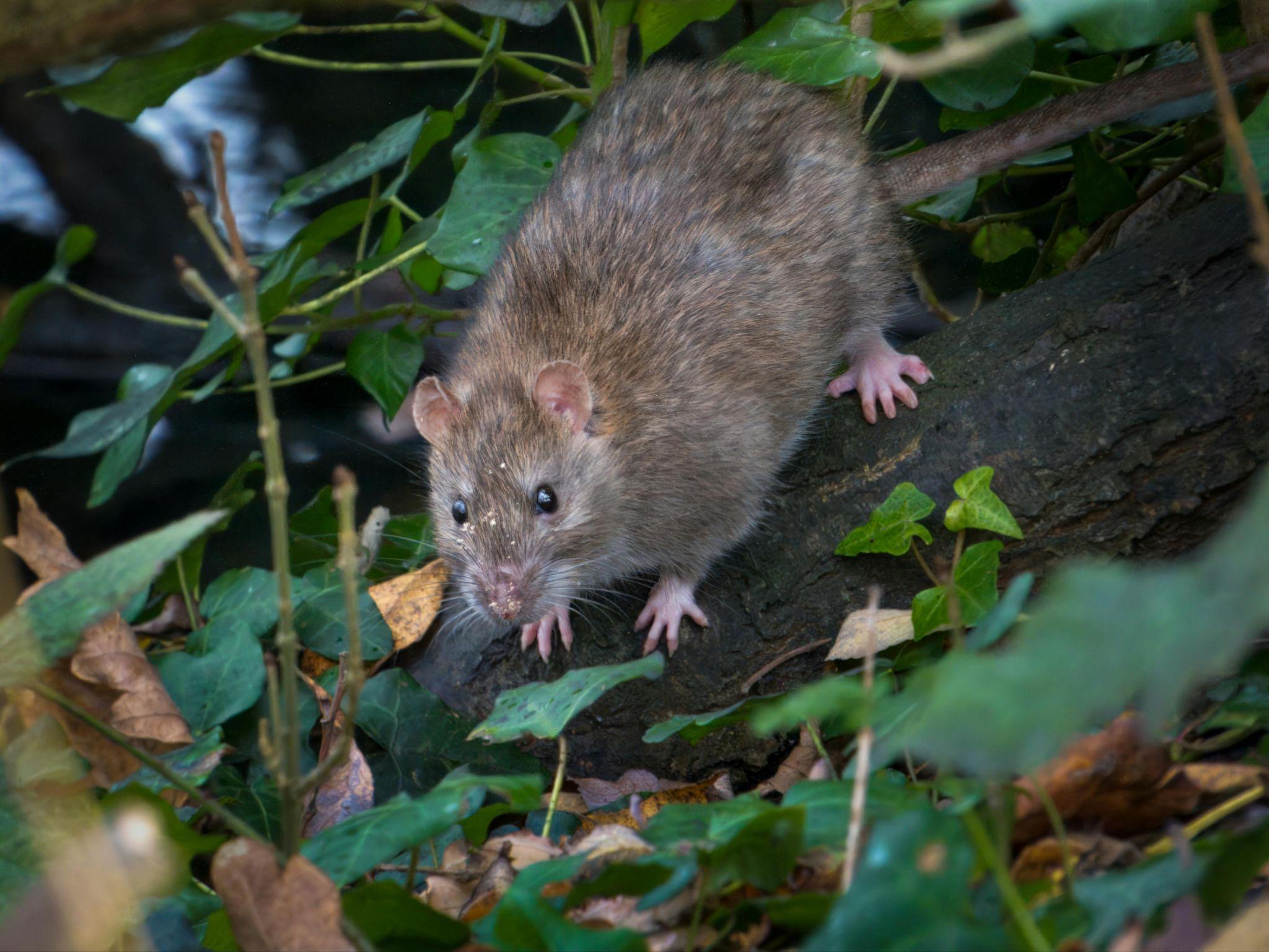 Rats au jardin