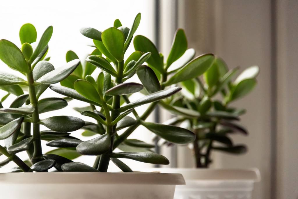 Crassula Ovata : l'arbre de Jade