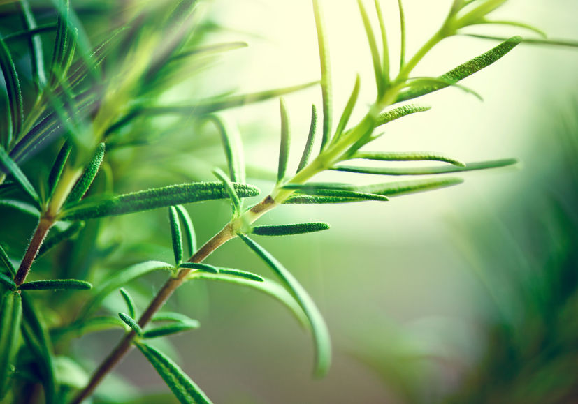 réussir entretien des plantes