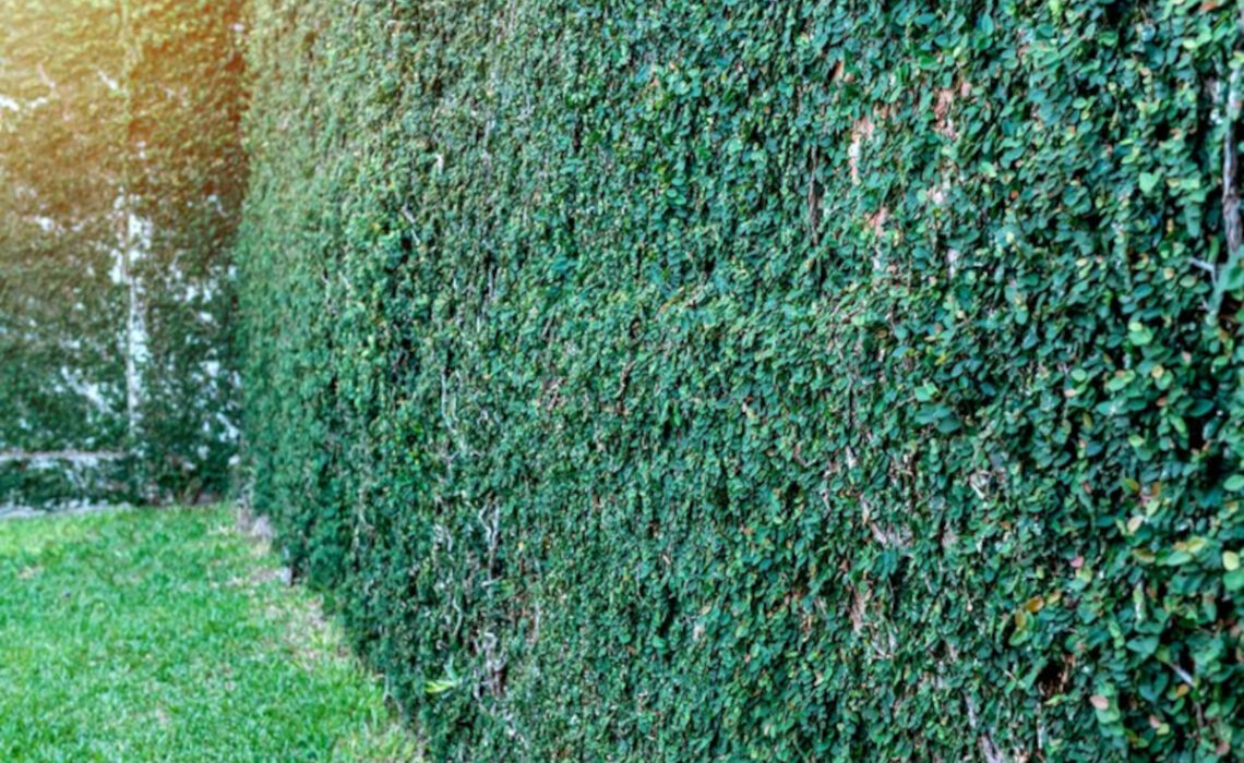 Aménagez jardin