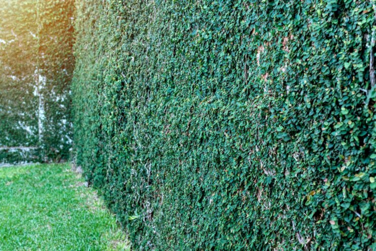 Aménagez jardin