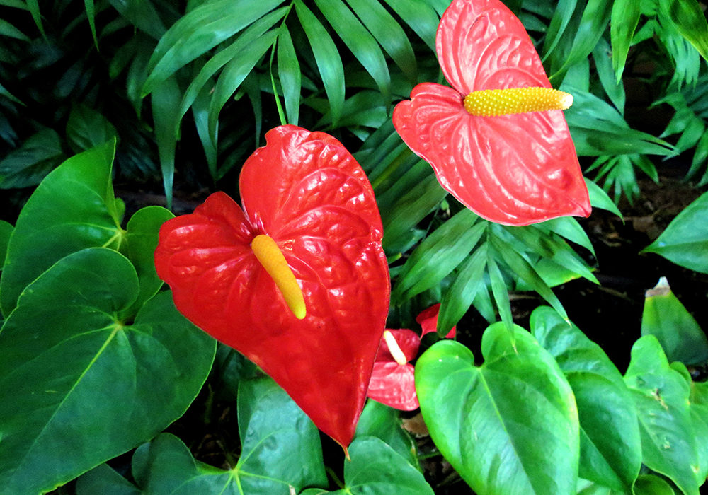 Anthurium d'intérieur