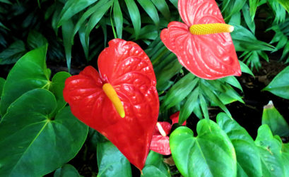 Anthurium d'intérieur