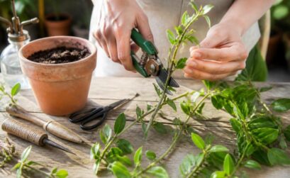 découvrez des astuces efficaces pour bouturer du chèvrefeuille et obtenir des boutures vigoureuses, faciles à enracinier et à cultiver dans votre jardin.