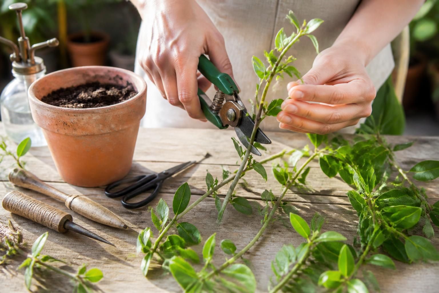 découvrez des astuces efficaces pour bouturer du chèvrefeuille et obtenir des boutures vigoureuses, faciles à enracinier et à cultiver dans votre jardin.