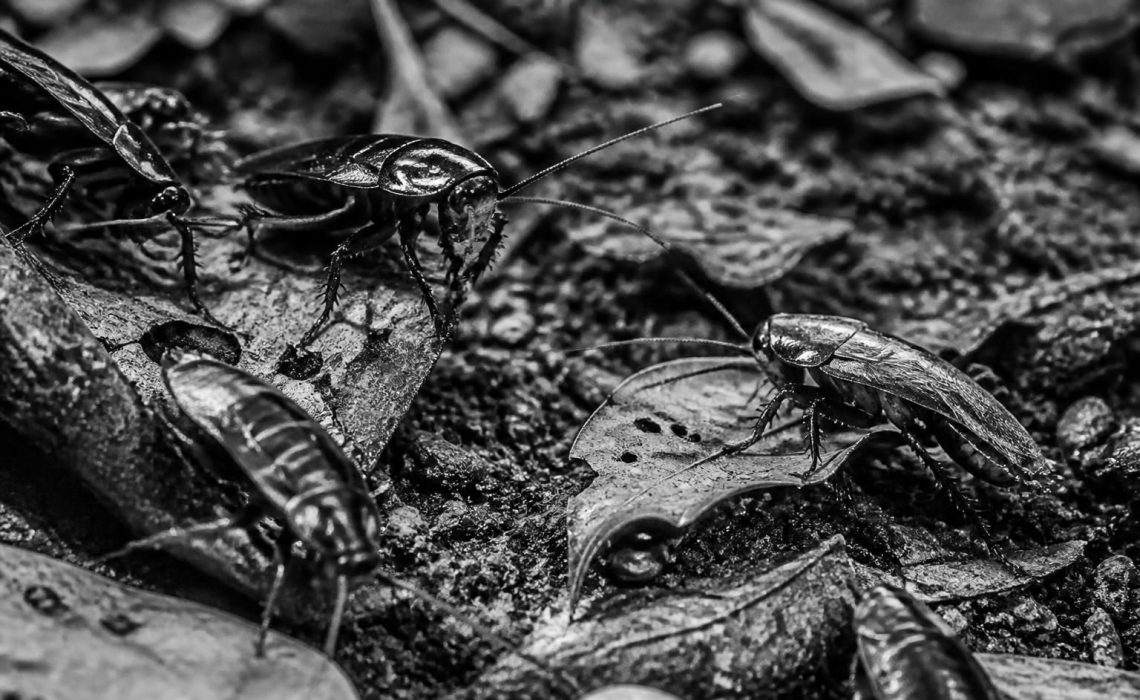 découvrez le comportement fascinant des cafards de jardin noir et blanc, leurs habitudes, et comment ils interagissent avec leur environnement.