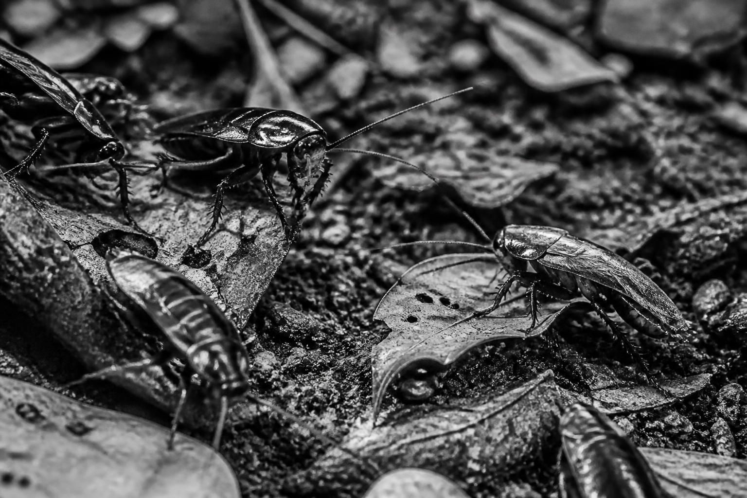 découvrez le comportement fascinant des cafards de jardin noir et blanc, leurs habitudes, et comment ils interagissent avec leur environnement.