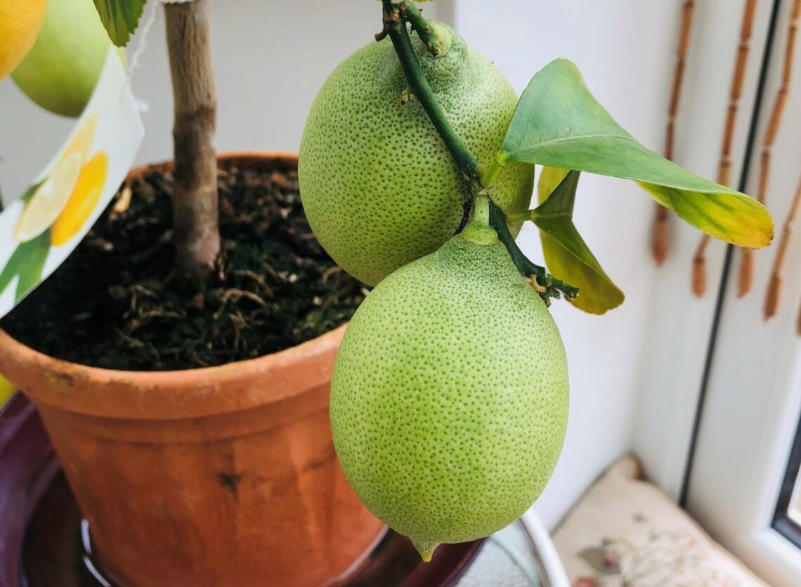 Citronnier en pot
