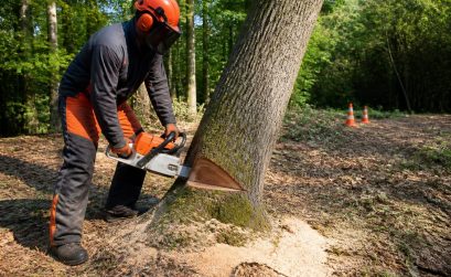 découvrez notre guide complet pour abattre un arbre en toute sécurité, avec des conseils pratiques et les meilleures techniques pour éviter les accidents.