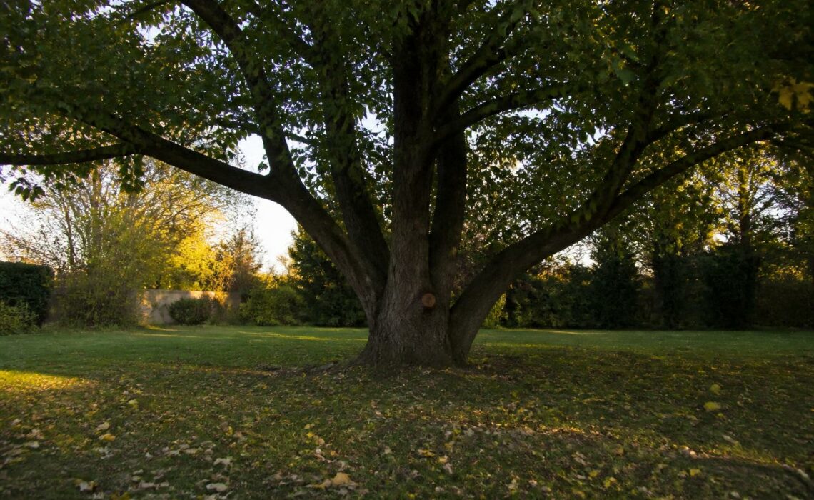 découvrez des méthodes discrètes pour éliminer un arbre sans attirer l'attention, tout en comprenant les implications et alternatives écologiques.