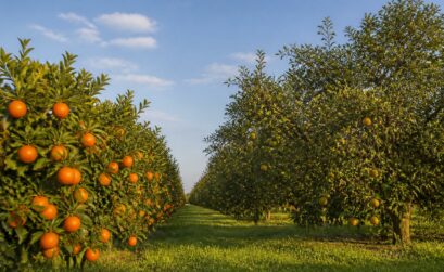 découvrez comment la taille des orangers impacte directement la qualité des fruits, en favorisant une meilleure croissance, un rendement optimisé et des récoltes savoureuses.