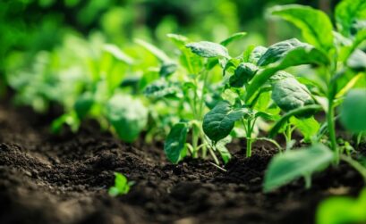 Comment se débarrasser du rat taupier efficacement dans votre jardin