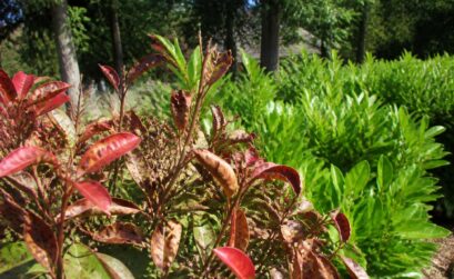 découvrez les causes et symptômes de la maladie des photinias pour mieux protéger vos plantes et assurer leur santé tout au long de l'année.