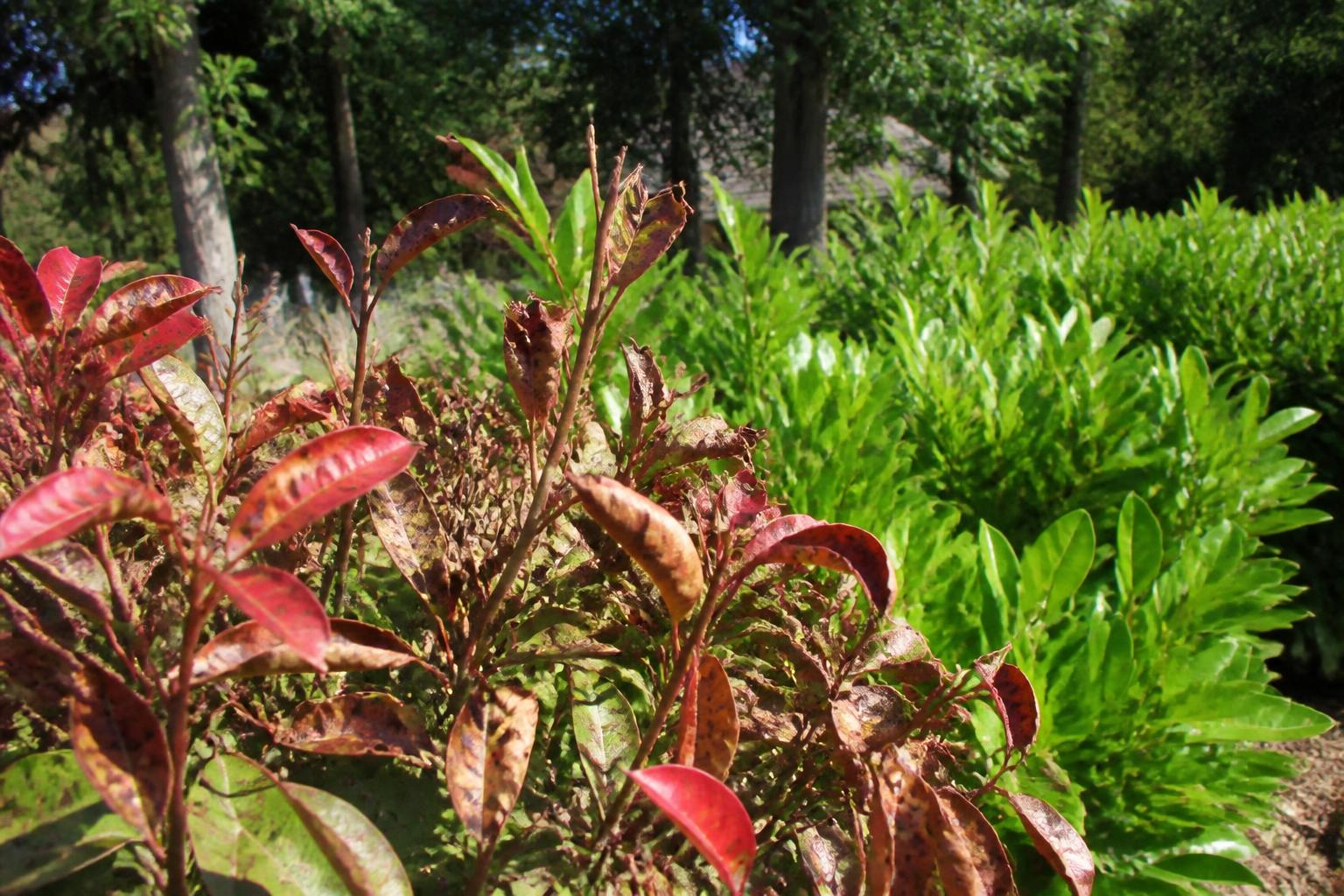 découvrez les causes et symptômes de la maladie des photinias pour mieux protéger vos plantes et assurer leur santé tout au long de l'année.
