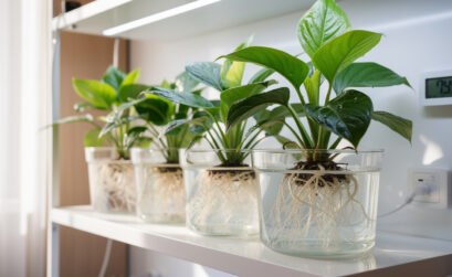 découvrez comment les cultures hydroponiques peuvent accélérer la croissance de vos plantes d’intérieur grâce à des techniques innovantes et un entretien optimisé.