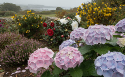 découvrez les fleurs parfaitement adaptées au climat breton pour embellir votre jardin. guide des variétés résistantes et faciles à cultiver en bretagne.