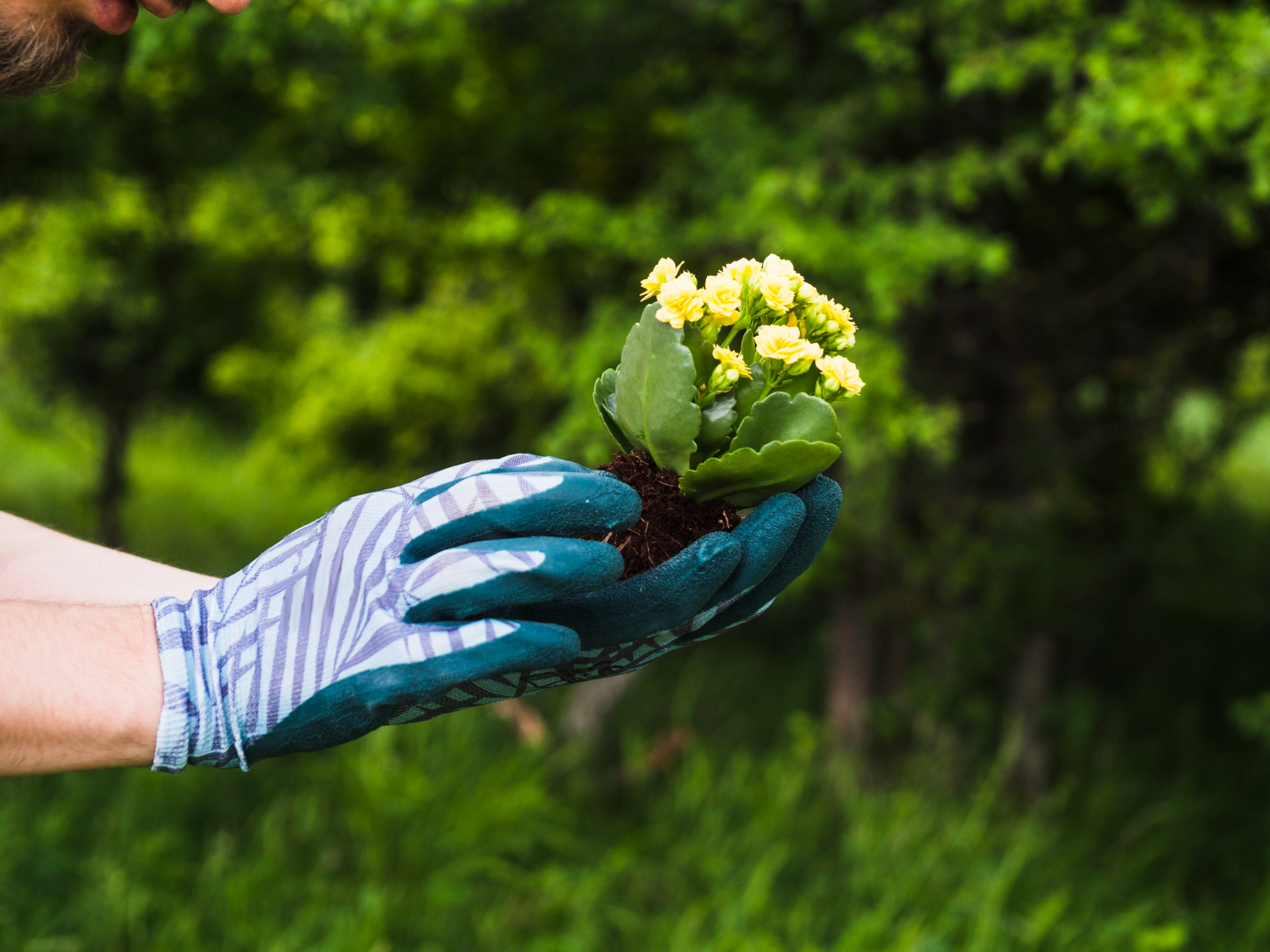 Gants Protection jardinage
