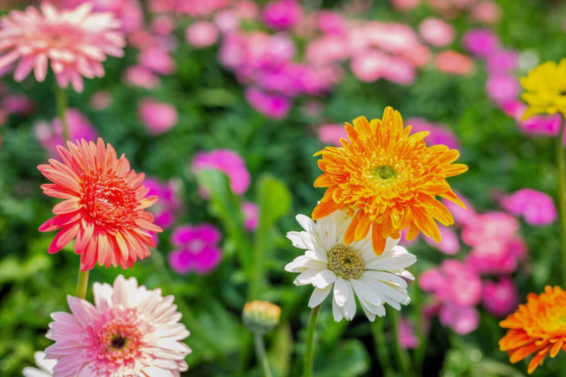 Gerbera Garvinea