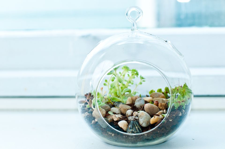 comment faire un terrarium