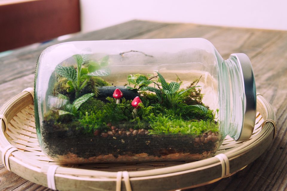 comment faire un terrarium