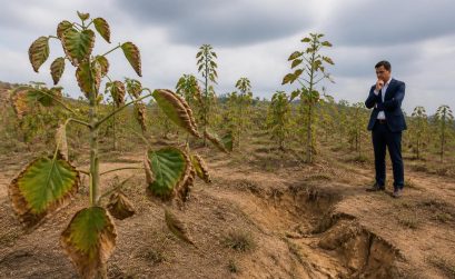 découvrez les inconvénients du paulownia tomentosa dans ce guide complet destiné aux futurs investisseurs forestiers, afin de mieux comprendre les défis liés à cette essence.