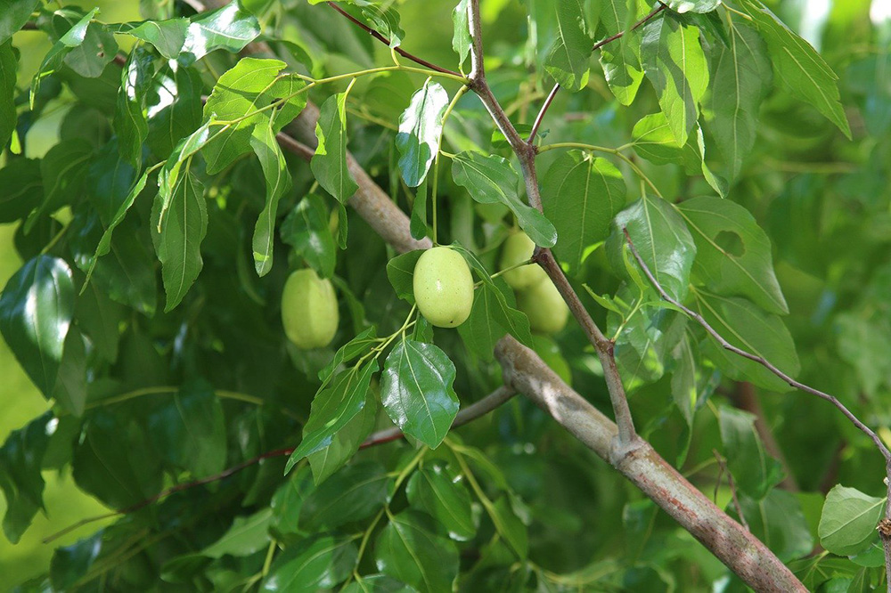 Le Jujubier Et Ses Jujubes A Savoir Sur L Arbre Son Fruit Et L Entretien