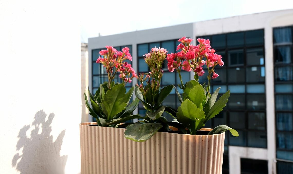 Kalanchoe blossfeldiana