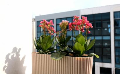 Kalanchoe blossfeldiana