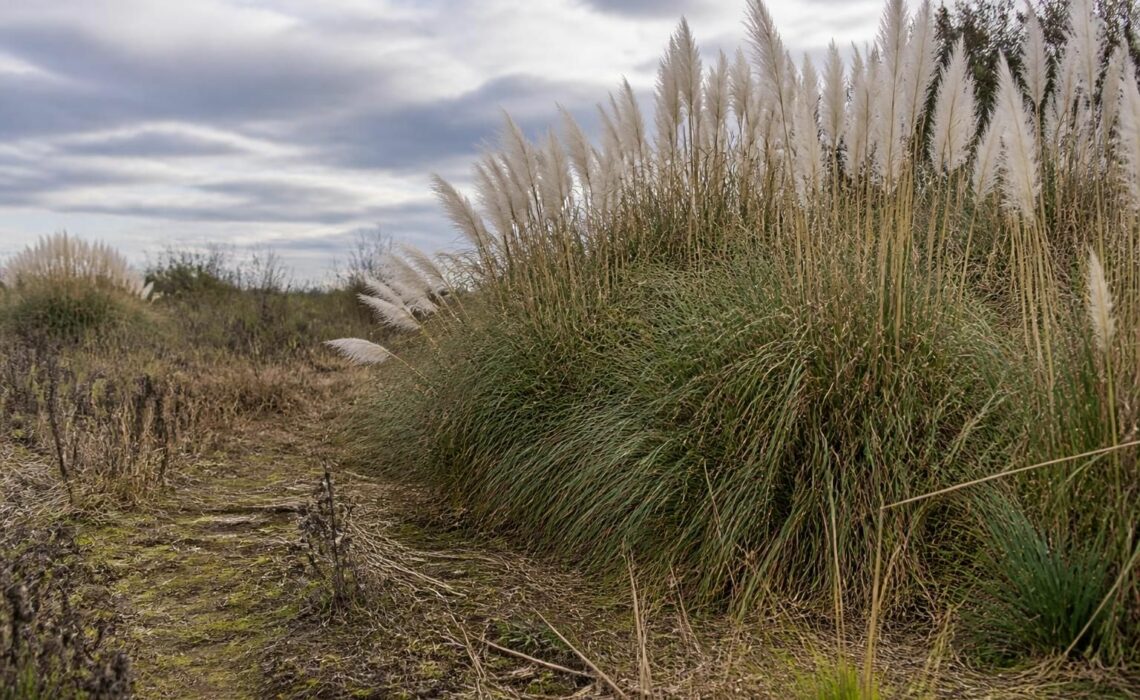 découvrez les risques liés à l'herbe de la pampa et son impact négatif sur l'écosystème, ainsi que les mesures pour protéger la biodiversité.
