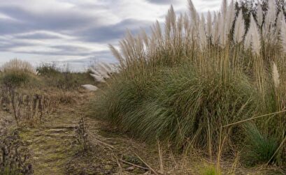 découvrez les risques liés à l'herbe de la pampa et son impact négatif sur l'écosystème, ainsi que les mesures pour protéger la biodiversité.