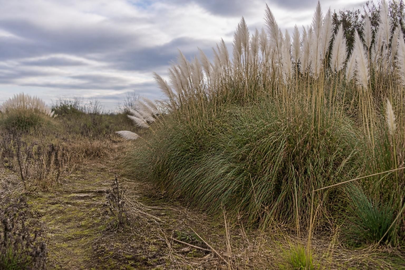 découvrez les risques liés à l'herbe de la pampa et son impact négatif sur l'écosystème, ainsi que les mesures pour protéger la biodiversité.