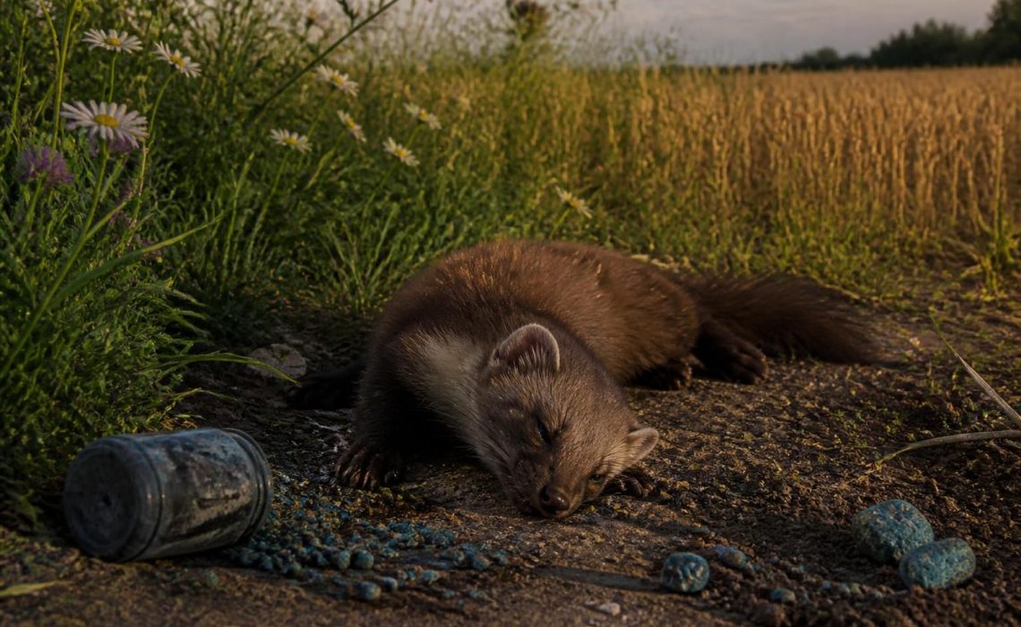 découvrez les risques liés à l'utilisation de poisons mortels pour contrôler la population de fouines dans nos campagnes et les conséquences sur l'environnement.