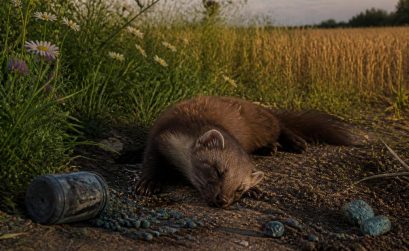 découvrez les risques liés à l'utilisation de poisons mortels pour contrôler la population de fouines dans nos campagnes et les conséquences sur l'environnement.