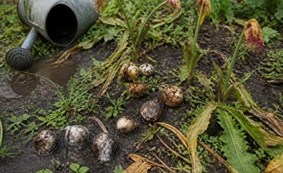 découvrez les erreurs courantes à éviter pour bien laisser les bulbes de tulipe en terre longtemps et assurez une floraison réussie chaque saison.
