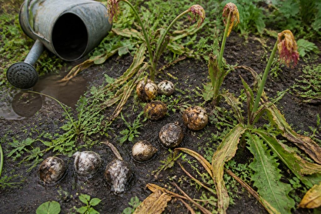 découvrez les erreurs courantes à éviter pour bien laisser les bulbes de tulipe en terre longtemps et assurez une floraison réussie chaque saison.