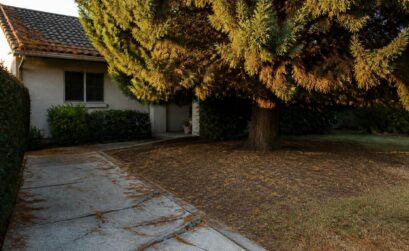 découvrez les principaux inconvénients du cyprès et ce qu'il faut savoir avant de le planter dans votre jardin pour éviter les mauvaises surprises.