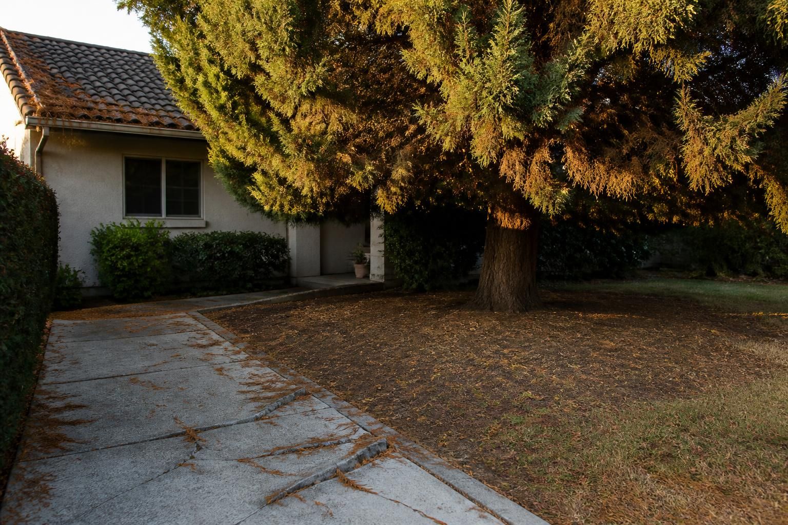 découvrez les principaux inconvénients du cyprès et ce qu'il faut savoir avant de le planter dans votre jardin pour éviter les mauvaises surprises.