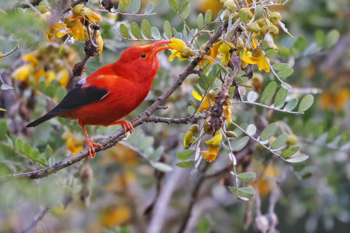 L’iiwi rouge