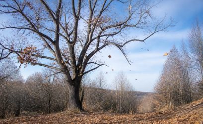 découvrez quels arbres perdent leurs feuilles en hiver et comprenez pourquoi ce phénomène naturel se produit durant la saison froide.